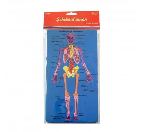 7-Set-creativ-~-SD028-Scheletul-uman-DACO