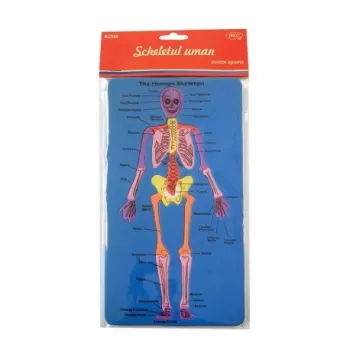 Set creativ - SD028 Scheletul uman DACO-1